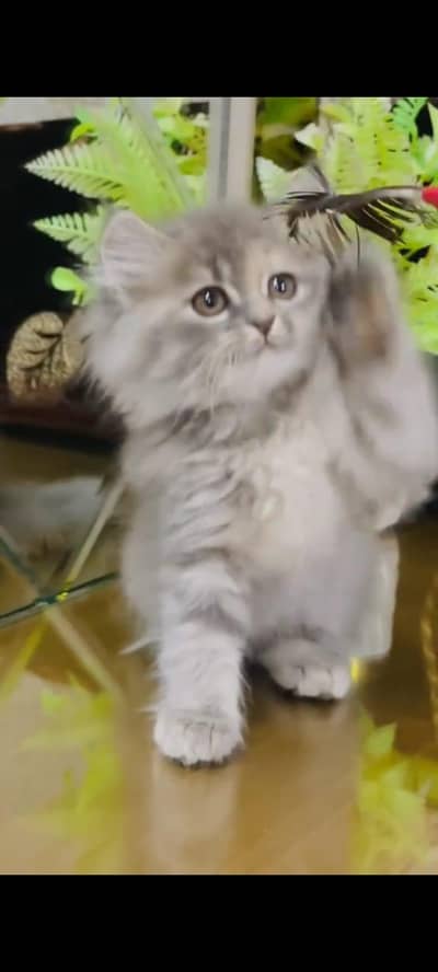 pure persian cats vaccinated triple coated WhatsApp 03317823482