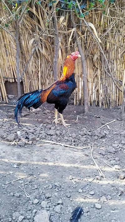 Aseel lakha Breeder murgha Rooster(patha) for sale 03444859901