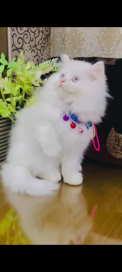 pure persian cats vaccinated triple coated WhatsApp 03317823482