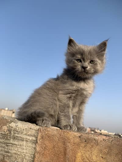 Gray colour CaT kitten