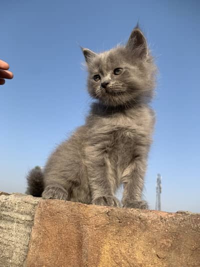 Gray colour CaT kitten