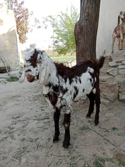 Bakra for sale 03125173572