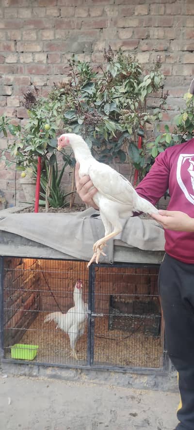 heara aseal. nice bird