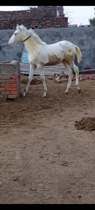 Nukri wacheri For Sale