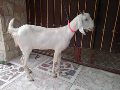 Female Goat for sale