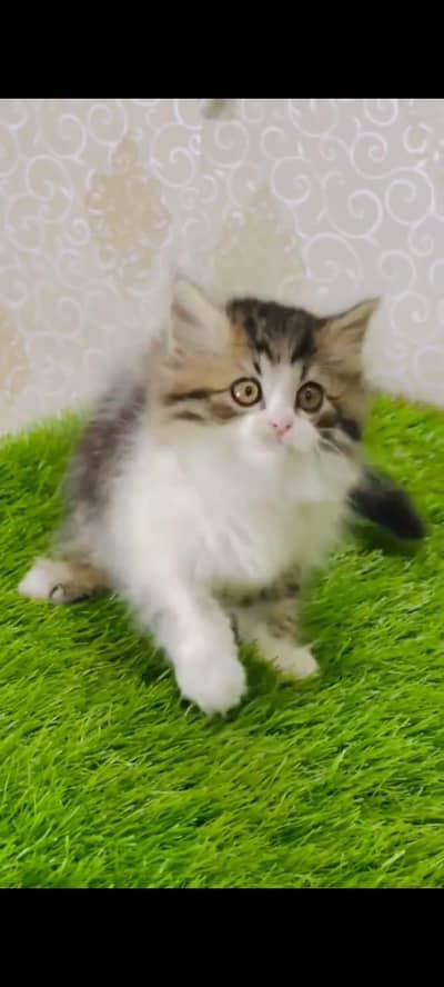 pure persian cats vaccinated triple coated WhatsApp 03317823482