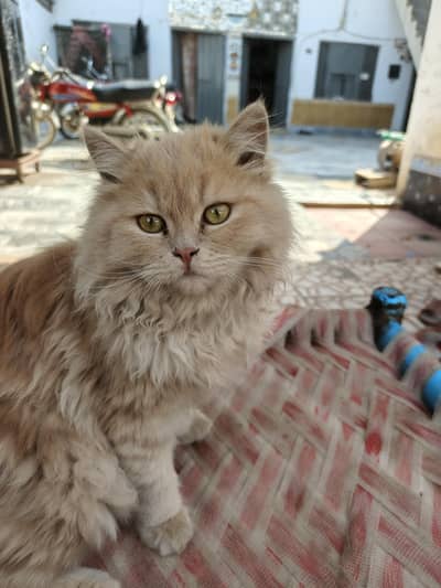 Persian Golden female available , Triple coat Long hair | Full trained