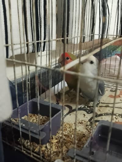 BEAUTIFUL LOVE BIRDS FOR SALE