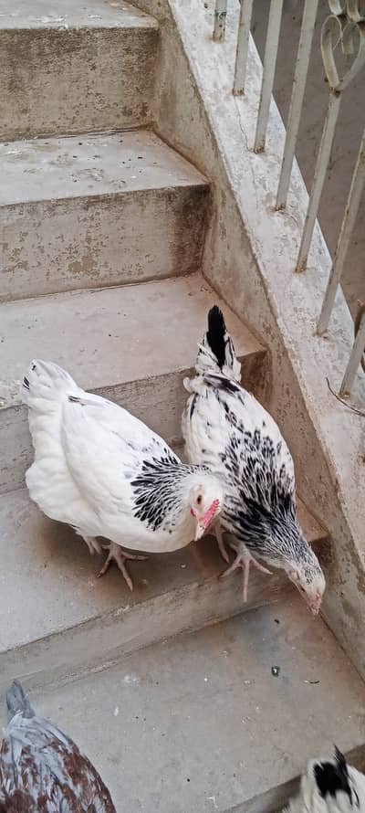 American Sussex fancy hens