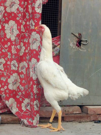 Shame chicks For sale 5500