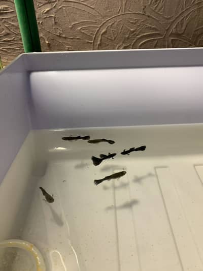 Giant size Dumbo ears guppy