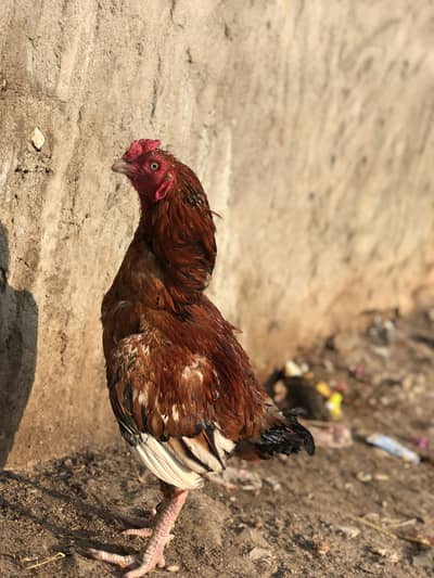 Old breeder for sale