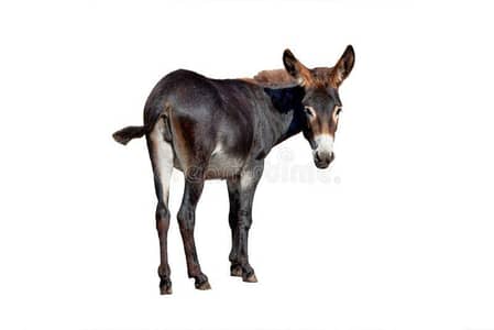 available female donkey in gharo