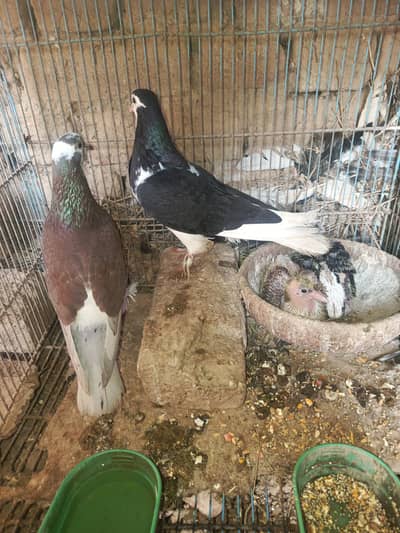 healthy and beautiful storng