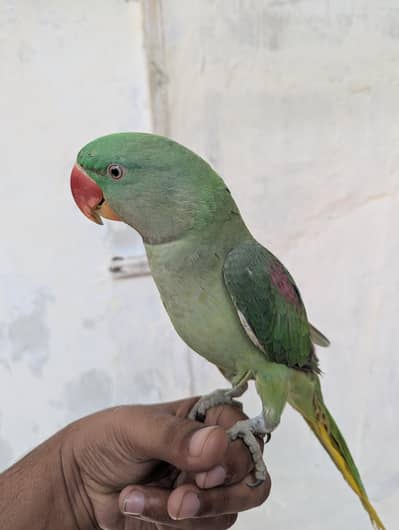 Pahari green pair