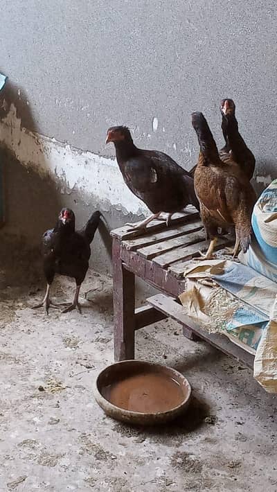 چار اصیل مرغیاں جن کے وزن ڈھائی ڈھائی کلو ہوں گے سب انڈے دیتی ہیں