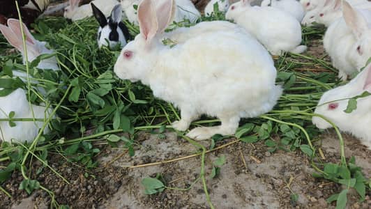 white rabbit for sale