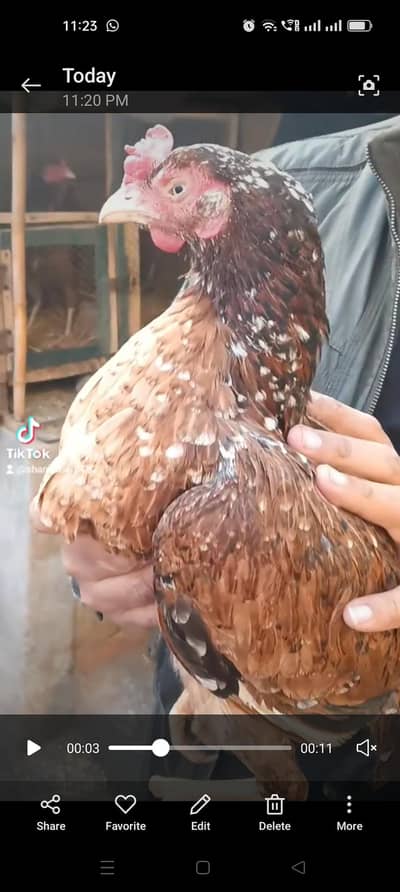 Aseel Murgi for sale 03056348278