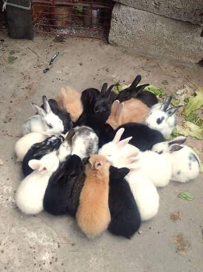 all type of rabbit