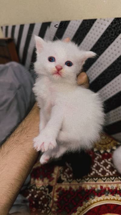 3 double coated punch face persian kittens for sale