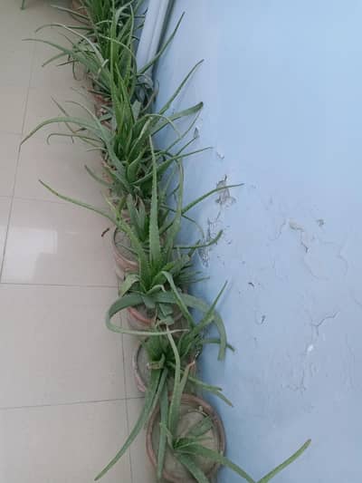 Aloe Vera Plants
