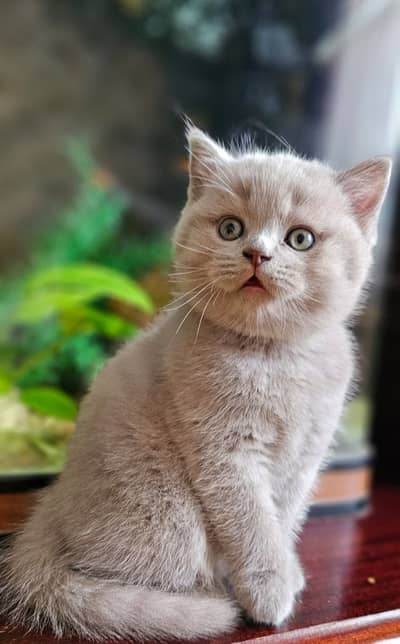 British Shorthair Kittens Available