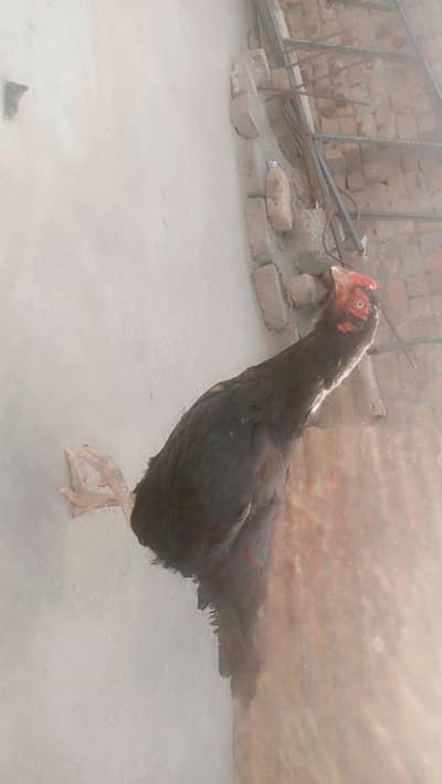 bhot achi Madi lasni