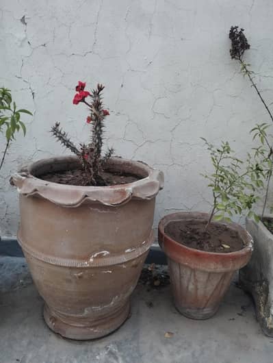 Plants Gamla Flower urgent sale