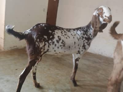 Ghaban Makhi cheeni bakri