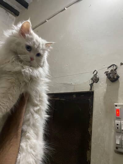 Blue eyes Young female For sale