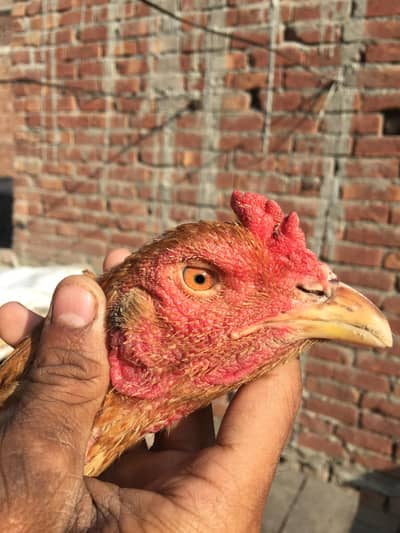 Expensive Hint Burmi Madi For Sale