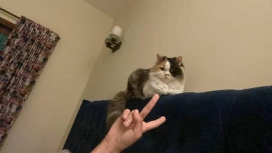 Persian Triple Coated Cat