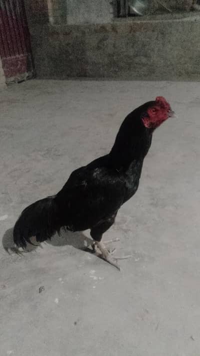 mianwali black aseel