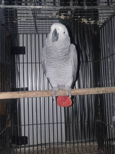Grey Parrot