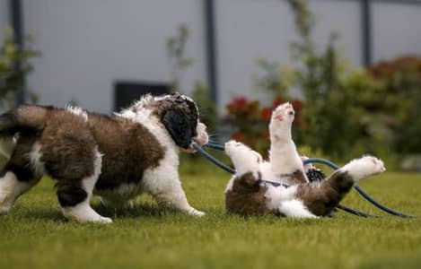 Saint Bernard Puppies Available