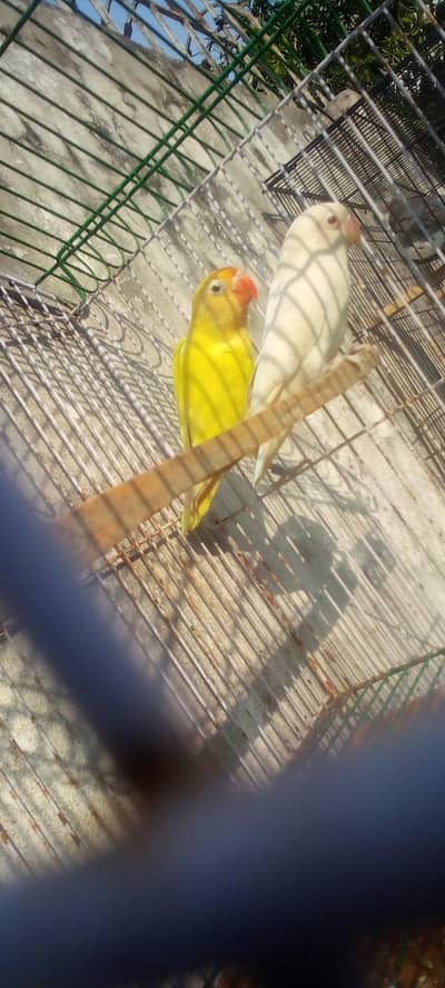 hen ke liye cage or love bird ka pair breeder pair he