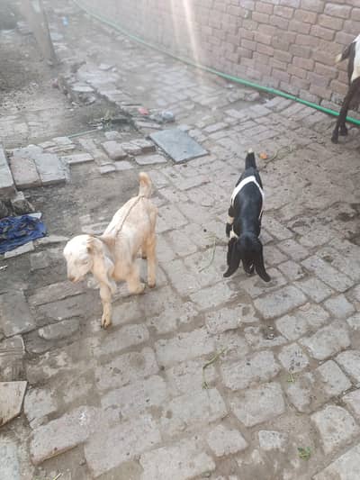 1 female 2 male 03164746384 WhatsApp