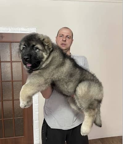 Caucasian Shepherd Puppies