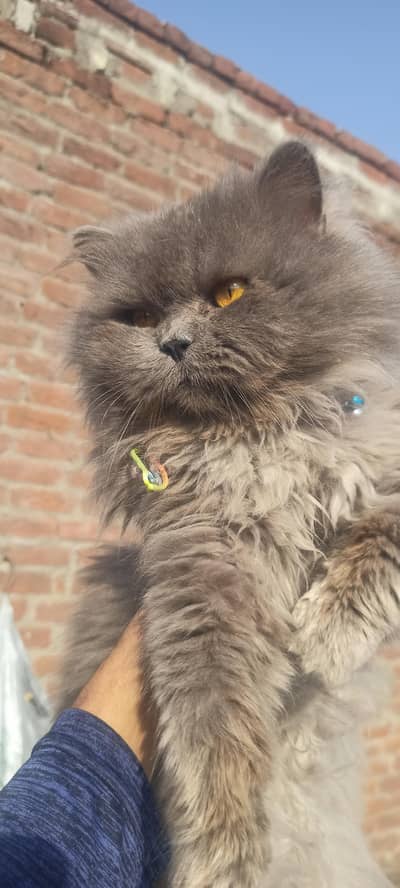 03406251311 wathsapp ajo i need money