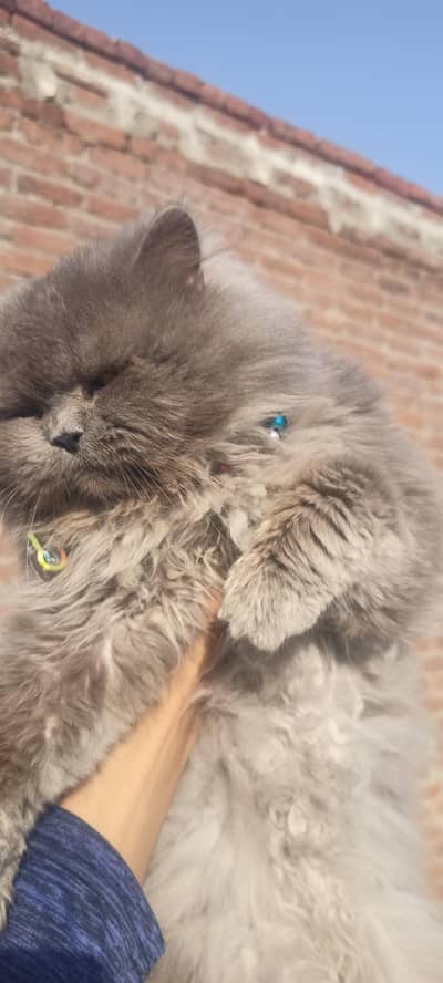 03406251311 wathsapp ajo i need money