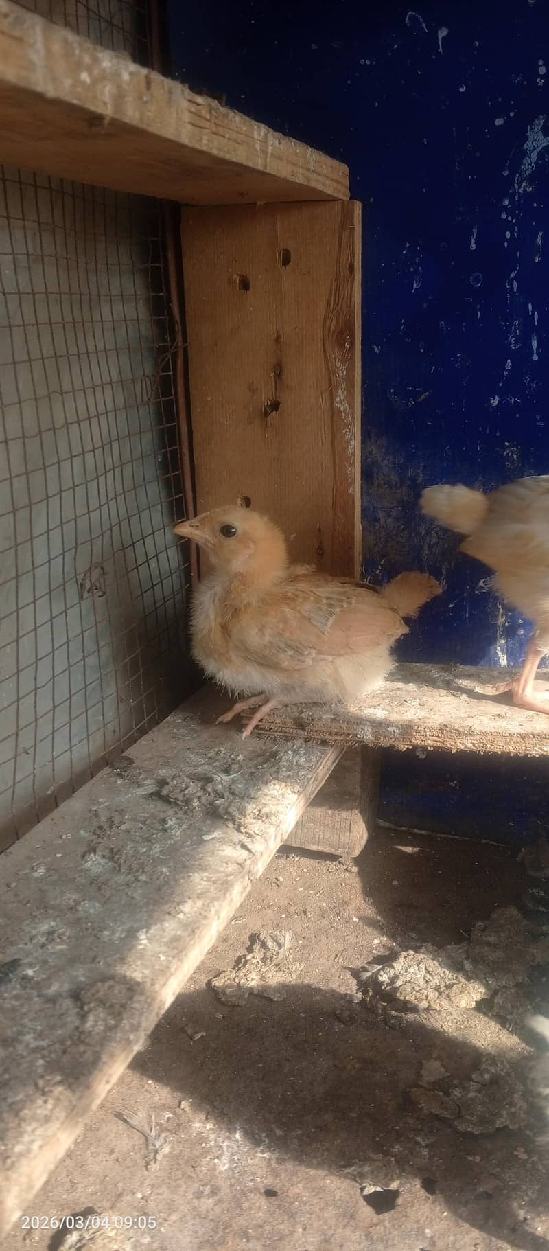 hen chicks 7 2