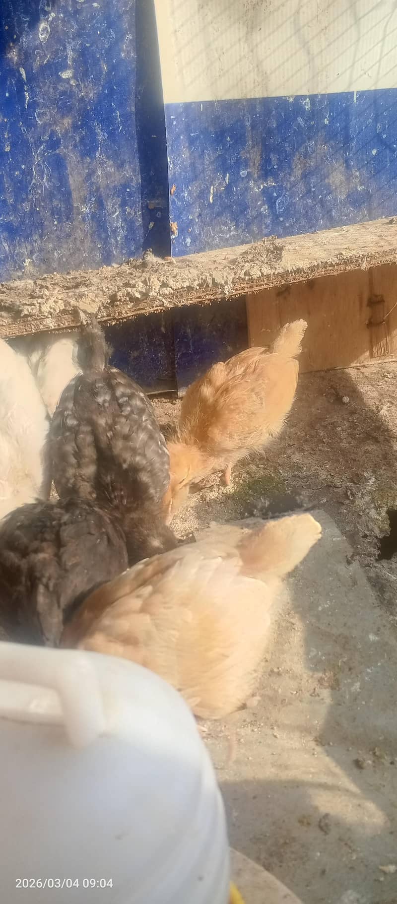 hen chicks 7 4