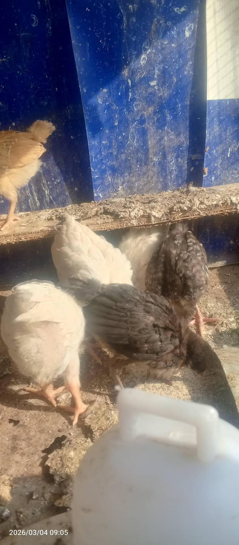 hen chicks 7 5