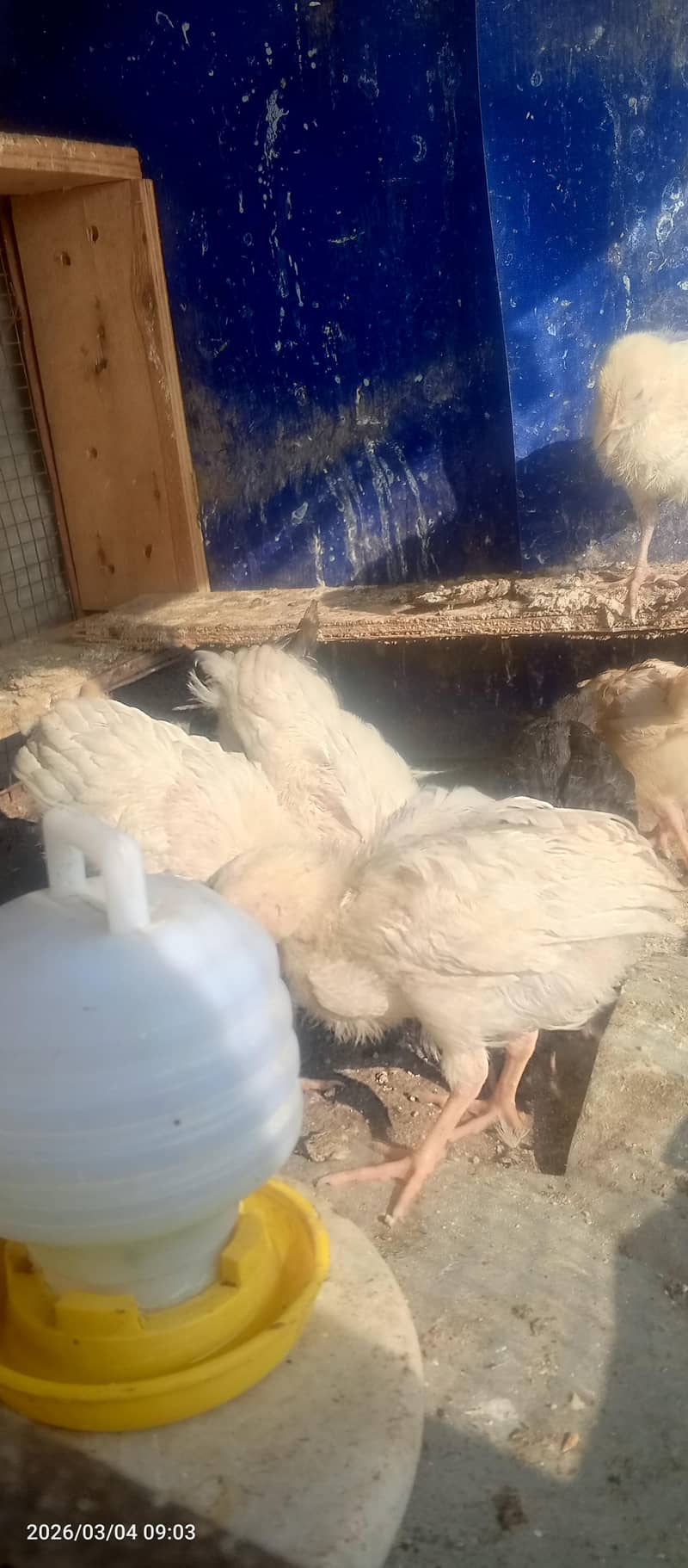 hen chicks 7 11