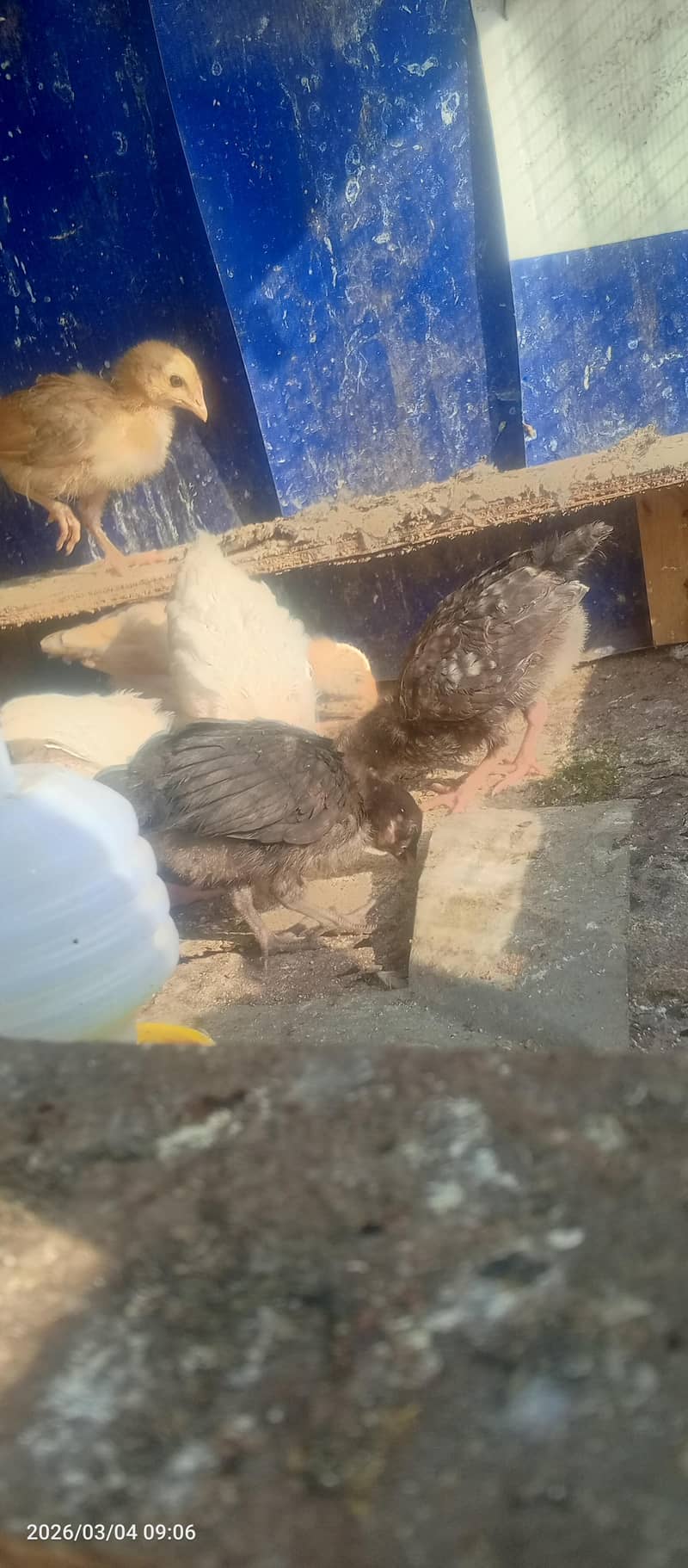 hen chicks 7 18