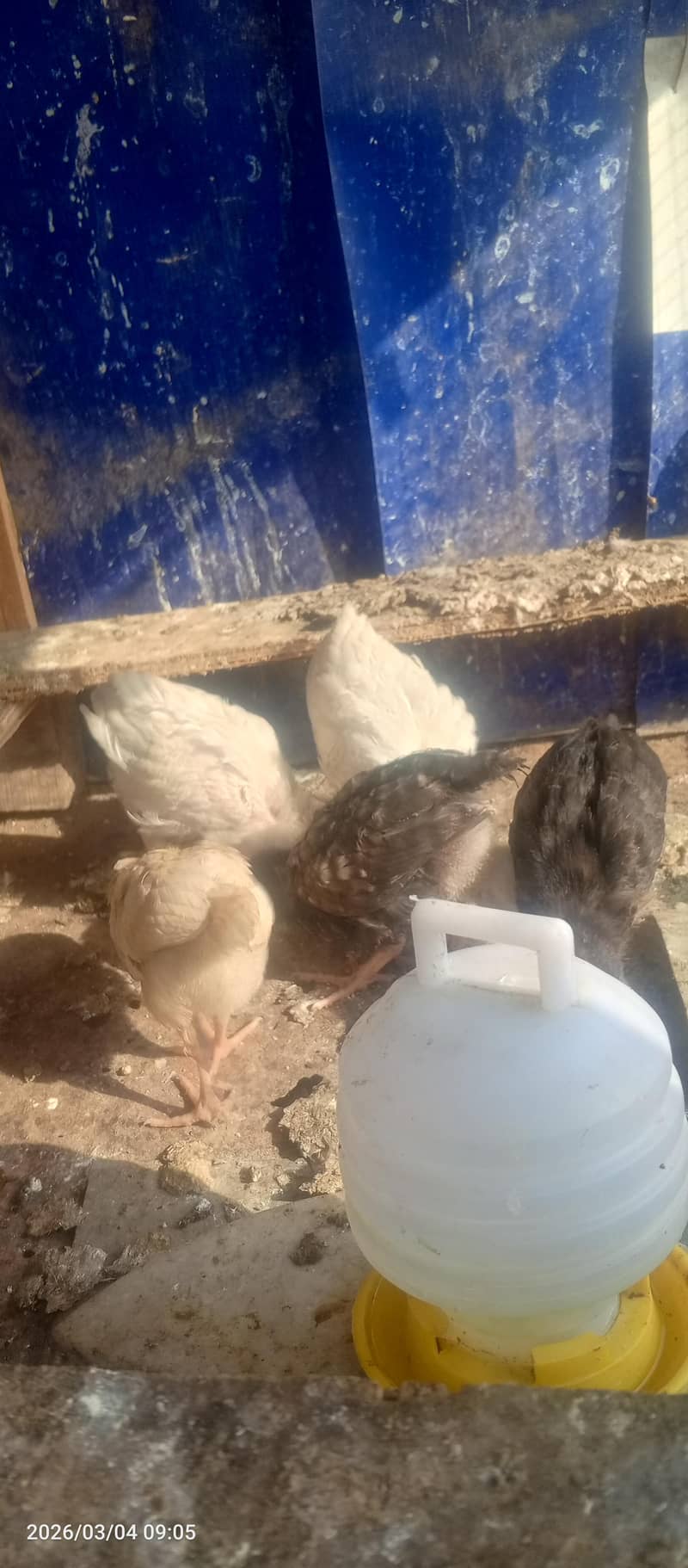 hen chicks 7 19