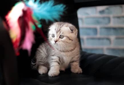 Scottish Fold Kittens Available