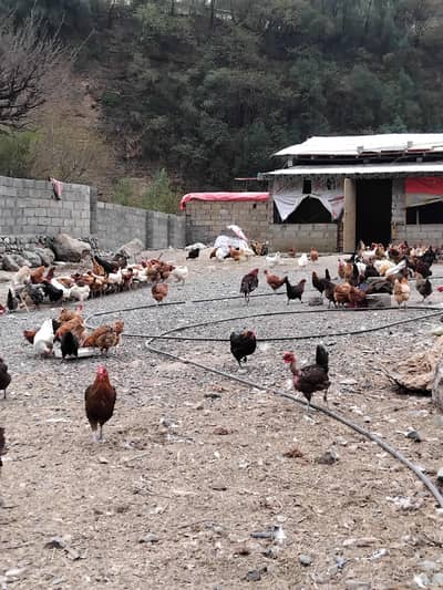 Egg laying hens, Harnoi, Abbottabad.