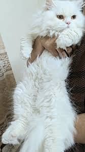 Persian healthy breeder for sale ,