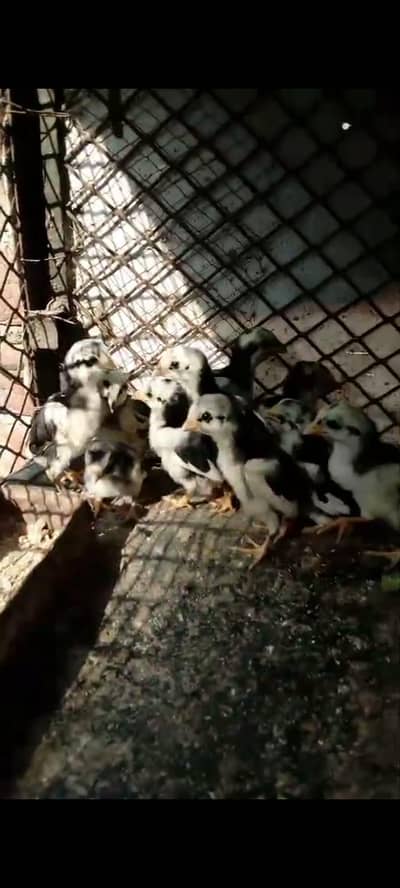 Mianwali aseel murghy or lasani chicks